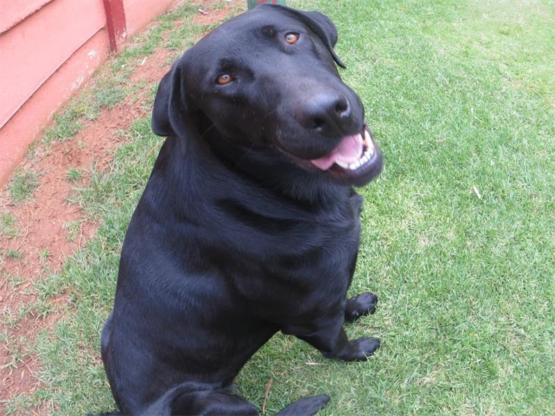 Why Dogs Become Aggressive Randfontein Herald
